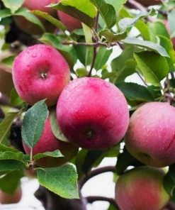 Garden Goods Direct McIntosh Apple Tree Trees
