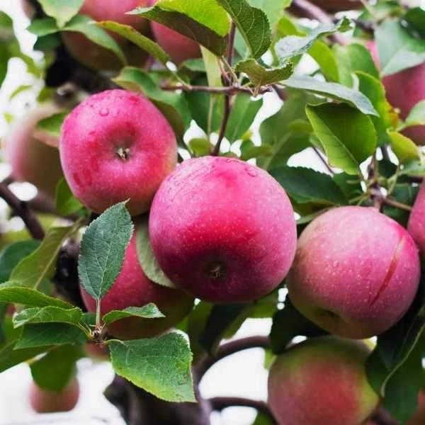 Garden Goods Direct McIntosh Apple Tree Trees 1 Garden Goods Direct McIntosh Apple Tree Trees