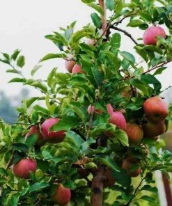 Garden Goods Direct McIntosh Apple Tree Trees