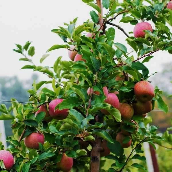 Garden Goods Direct McIntosh Apple Tree Trees 2 Garden Goods Direct McIntosh Apple Tree Trees