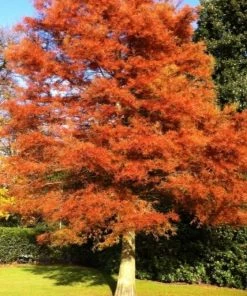 Garden Goods Direct Trees Amber Glow Dawn Redwood 5 Garden Goods Direct Trees Amber Glow Dawn Redwood