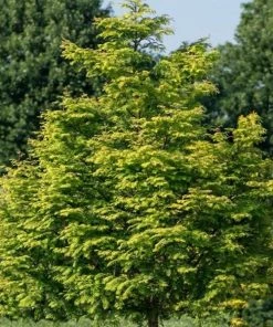 Garden Goods Direct Trees Amber Glow Dawn Redwood