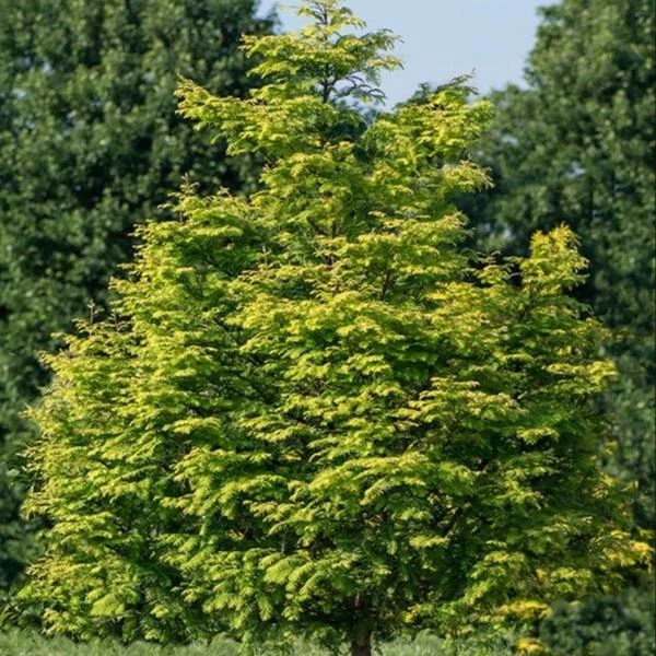 Garden Goods Direct Trees Amber Glow Dawn Redwood 1 Garden Goods Direct Trees Amber Glow Dawn Redwood