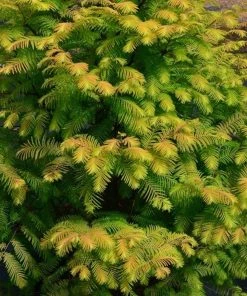 Garden Goods Direct Trees Amber Glow Dawn Redwood