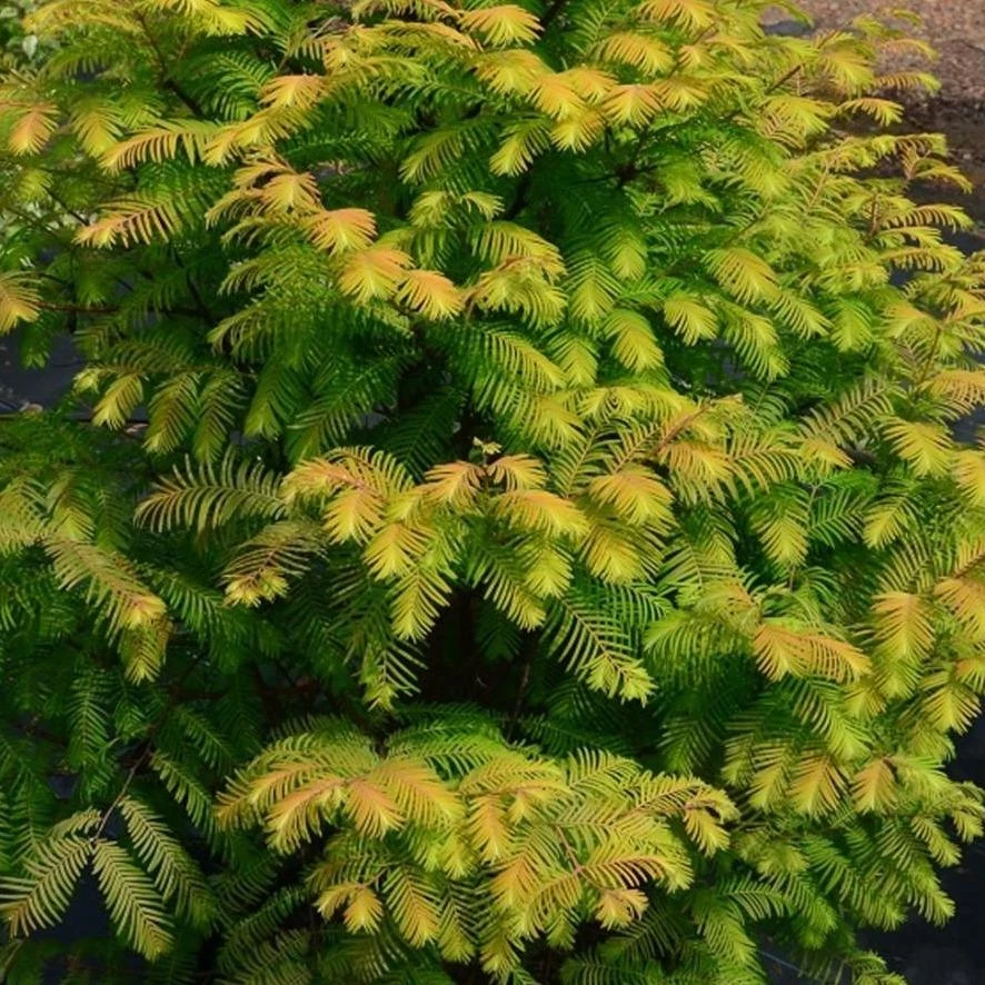 Garden Goods Direct Trees Amber Glow Dawn Redwood 2 Garden Goods Direct Trees Amber Glow Dawn Redwood