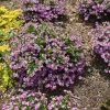 Garden Goods Direct Mexican Heather Annuals