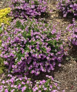 Garden Goods Direct Mexican Heather Annuals