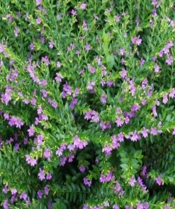 Garden Goods Direct Mexican Heather Annuals