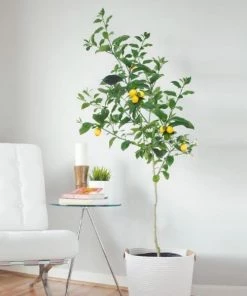 Garden Goods Direct Citrus Meyer Lemon Tree
