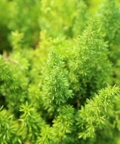 Garden Goods Direct House Plants Foxtail Fern