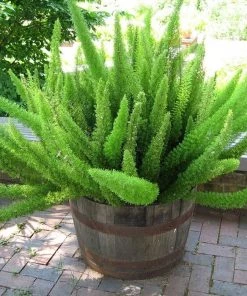 Garden Goods Direct House Plants Foxtail Fern