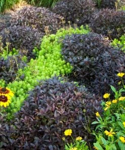 Garden Goods Direct Proven Winners® Color Choice® Midnight Wine® Weigela Shrubs