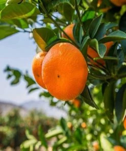 Garden Goods Direct Miho Satsuma Orange Tree