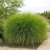 Garden Goods Direct Perennials Maiden Grass