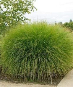 Garden Goods Direct Perennials Maiden Grass