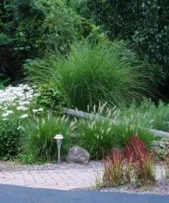 Garden Goods Direct Perennials Maiden Grass