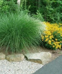 Garden Goods Direct Perennials Maiden Grass