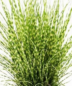 Garden Goods Direct Porcupine Grass 6 Garden Goods Direct Porcupine Grass