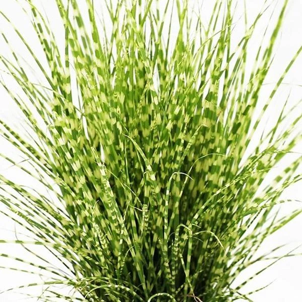 Garden Goods Direct Porcupine Grass 3 Garden Goods Direct Porcupine Grass