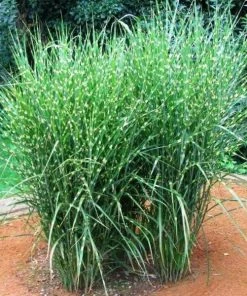 Garden Goods Direct Porcupine Grass