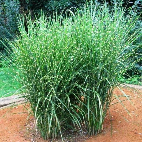 Garden Goods Direct Porcupine Grass 2 Garden Goods Direct Porcupine Grass