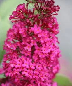 Garden Goods Direct Shrubs Miss Molly Butterfly Bush