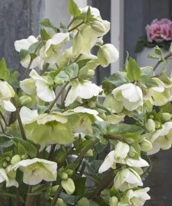 Garden Goods Direct Perennials Helleborus Frostkiss® Molly's White