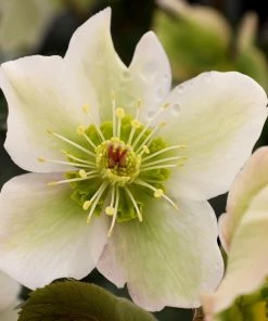 Garden Goods Direct Perennials Helleborus Frostkiss® Molly's White