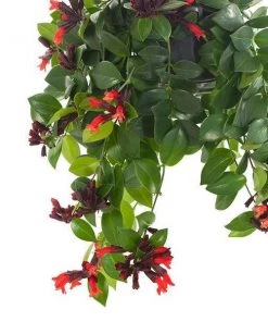 Garden Goods Direct House Plants Mona Lisa Lipstick Plants 8 Garden Goods Direct House Plants Mona Lisa Lipstick Plants