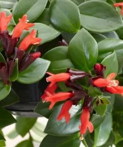 Garden Goods Direct House Plants Mona Lisa Lipstick Plants 9 Garden Goods Direct House Plants Mona Lisa Lipstick Plants