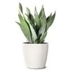 Garden Goods Direct Moonshine Snake Plant House Plants