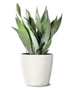 Garden Goods Direct Moonshine Snake Plant House Plants