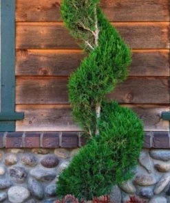 Garden Goods Direct Blue Point Juniper Spiral Topiary
