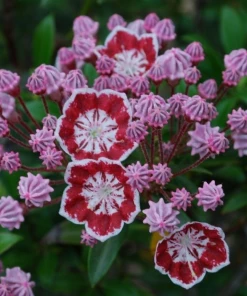 Garden Goods Direct Shrubs Mountain Laurel Minuet