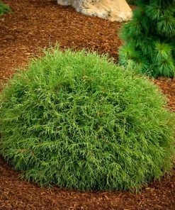 Garden Goods Direct Mr. Bowling Ball Arborvitae