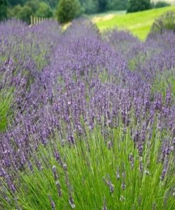 Garden Goods Direct Perennials Lavender Munstead
