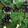Garden Goods Direct Muscadine Grape Vine