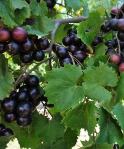 Garden Goods Direct Muscadine Grape Vine