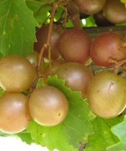 Garden Goods Direct Scuppernong Grape Vines