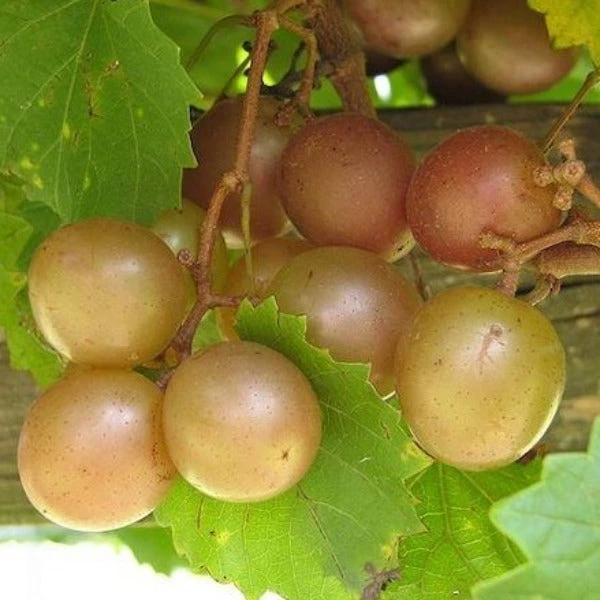 Garden Goods Direct Scuppernong Grape Vines 1 Garden Goods Direct Scuppernong Grape Vines