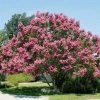 Garden Goods Direct Muskogee Crape Myrtle
