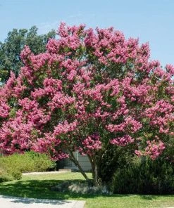 Garden Goods Direct Muskogee Crape Myrtle