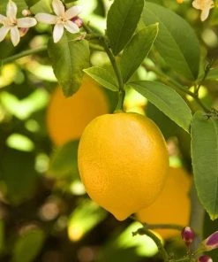 Garden Goods Direct Citrus Meyer Lemon Tree