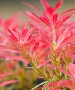 Garden Goods Direct Nandina Gulf Stream Shrubs