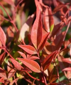 Garden Goods Direct Nandina Gulf Stream Shrubs