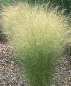 Garden Goods Direct Mexican Feather Grass