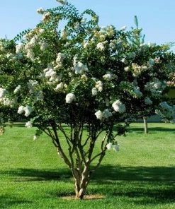 Garden Goods Direct Natchez Crape Myrtle