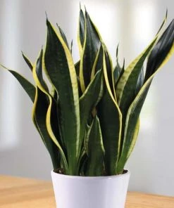 Garden Goods Direct Black Gold Snake Plant