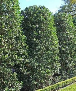 Garden Goods Direct Nellie Stevens Holly Trees