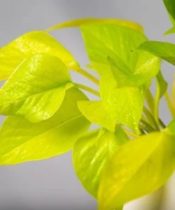 Garden Goods Direct Neon Pothos House Plants